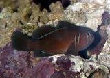 Gobiodon citrinus