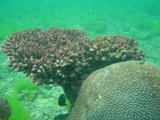 A.millepora 