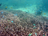  Acropora et C.viridis 