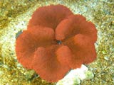 anemone