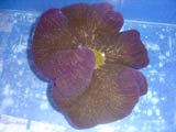 anemone