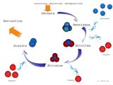 cycle de l'azote