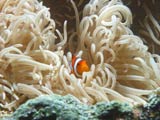 clown-anemone