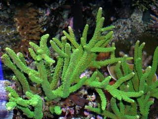 acropora sp