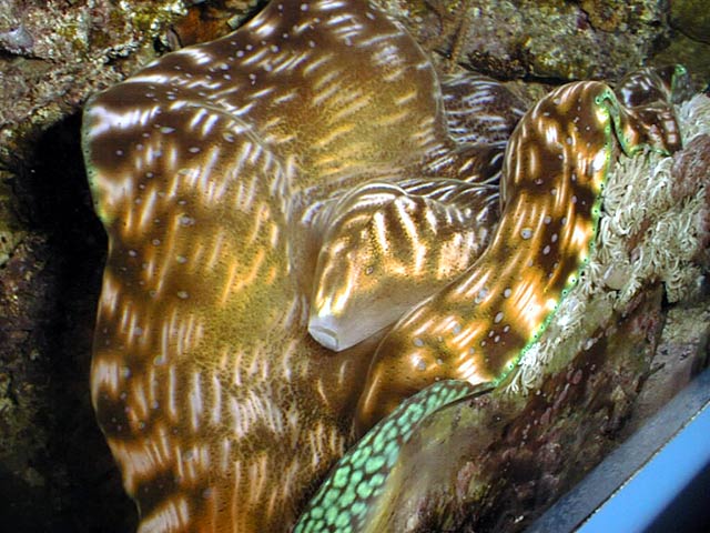 T_derasaRD_640.jpg