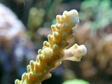 acropora