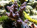 acropora