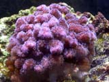 Pocillopora