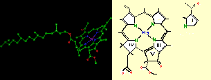 Chlorophylle