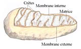 mitochondrie