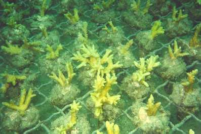 Lombok Frags
