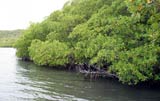 mangrove